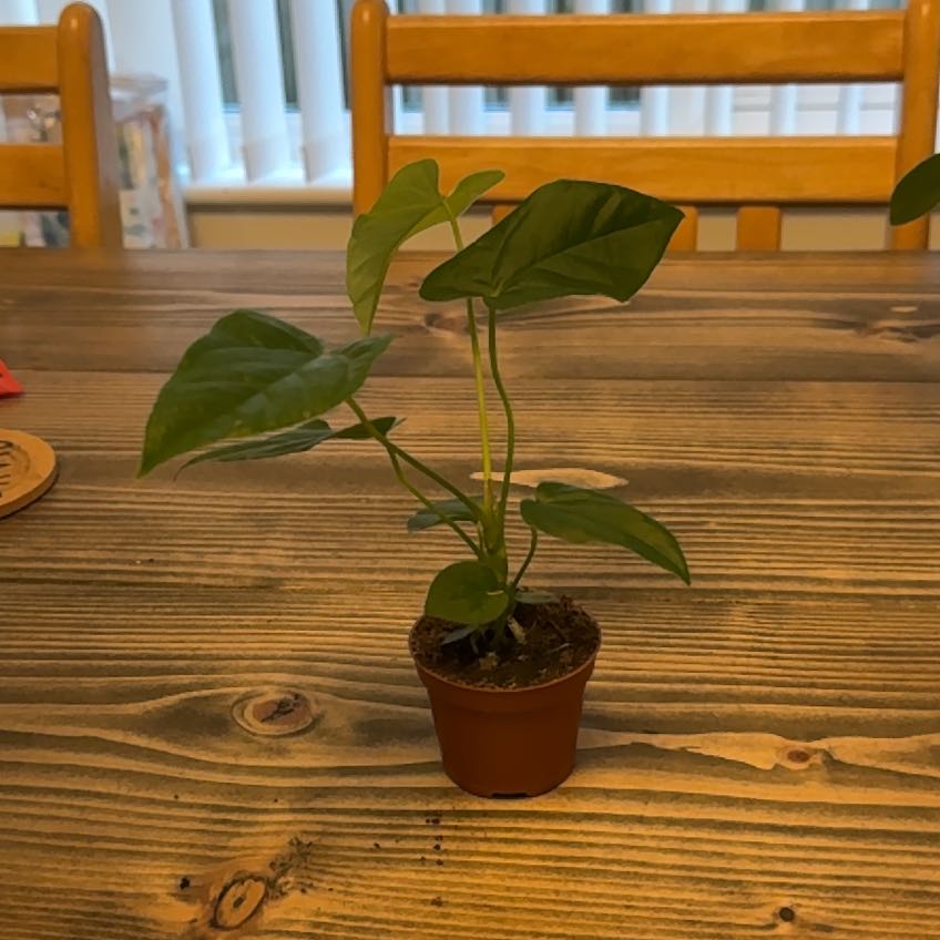 Photo of the plant species Anthurium by @ellicoyle341 named Harper on Greg, the plant care app