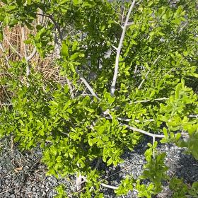 Photo of the plant species Texas Persimmon by @TopPlanera9 named Treeyoncé on Greg, the plant care app