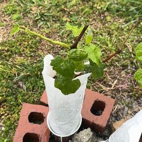 Photo of the plant species Seedless Concord Grape by @DandyAnacua93 named McKinley on Greg, the plant care app