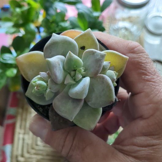 Photo of the plant species Graptopetalum 'Marquise de Sevigne' by @MarkedRedlog named Eva on Greg, the plant care app