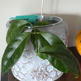 Photo of the plant species Hoya danumensis by @FunMastic57 named Osmo on Greg, the plant care app