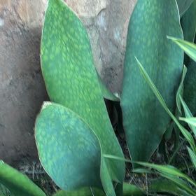 Photo of the plant species Gasteria Acinacifolia by @FunFord4 named Figyonce on Greg, the plant care app