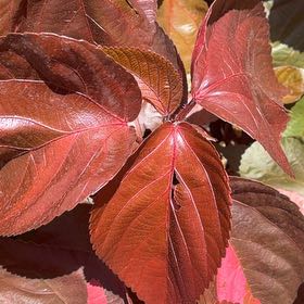 Photo of the plant species Copperleaf by @FunFord4 named Elle on Greg, the plant care app