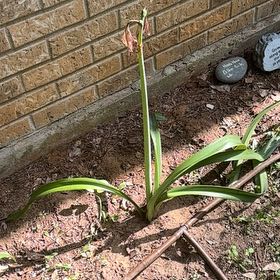 Photo of the plant species Barbosa Lily by @Tkennedy named Messi on Greg, the plant care app