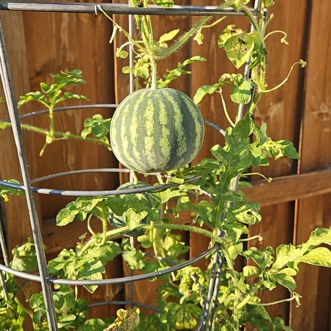 Photo of the plant species Watermelon by @HumaneRedvein81 named Naomi on Greg, the plant care app
