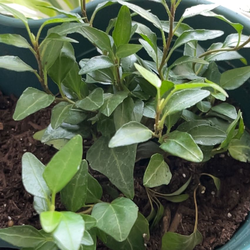 Photo of the plant species Royal Hustler Ivy by @GrownAcajou75 named Anne on Greg, the plant care app