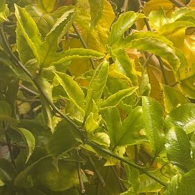 Photo of the plant species Passion Fruit by @TutorQuince42 named Bella on Greg, the plant care app