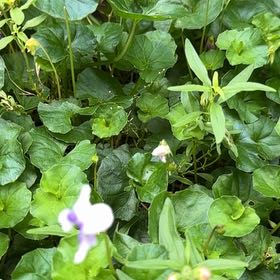 Photo of the plant species Viola Banksii by @GemVetiver92 named Bruce Lee on Greg, the plant care app