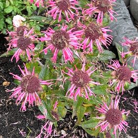 Photo of the plant species Pale Purple Coneflower by @FitGreenash20 named Aristotle on Greg, the plant care app