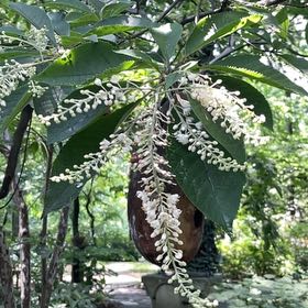 Photo of the plant species Coastal Sweet Pepperbush by @FitGreenash20 named ChloroPhil on Greg, the plant care app