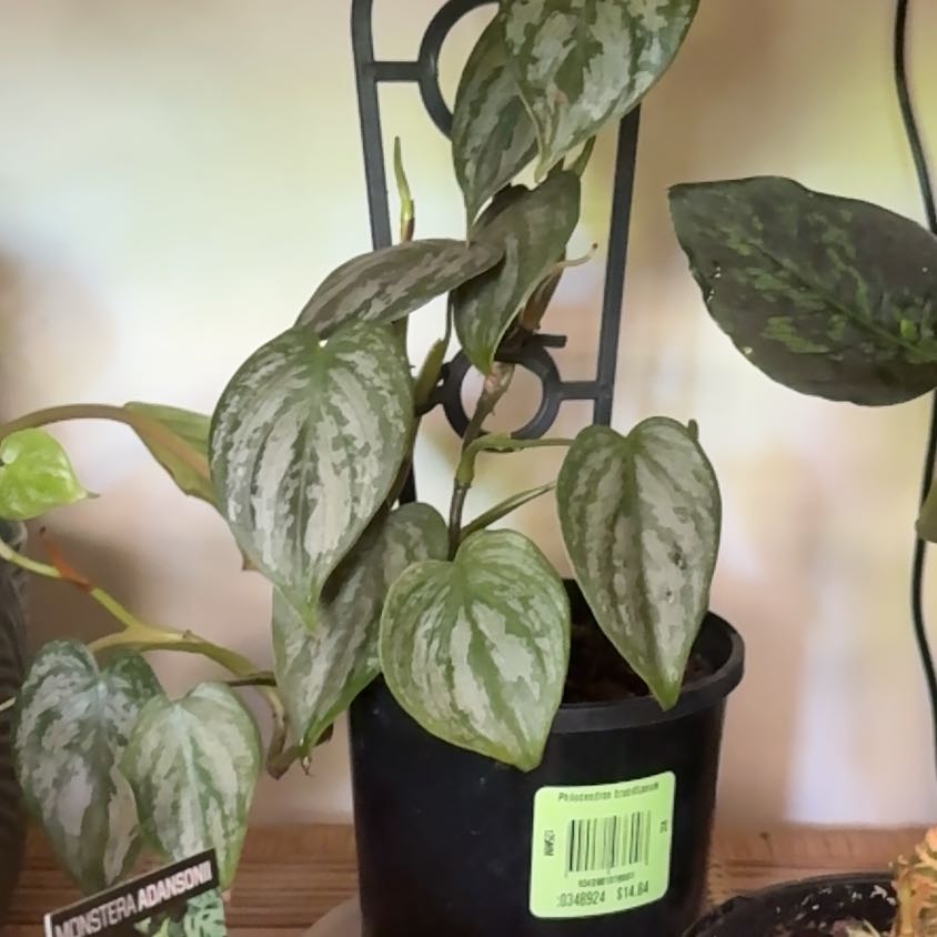 Photo of the plant species Philodendron Brantianum by @PoeticAgboy17 named Treeyoncé on Greg, the plant care app