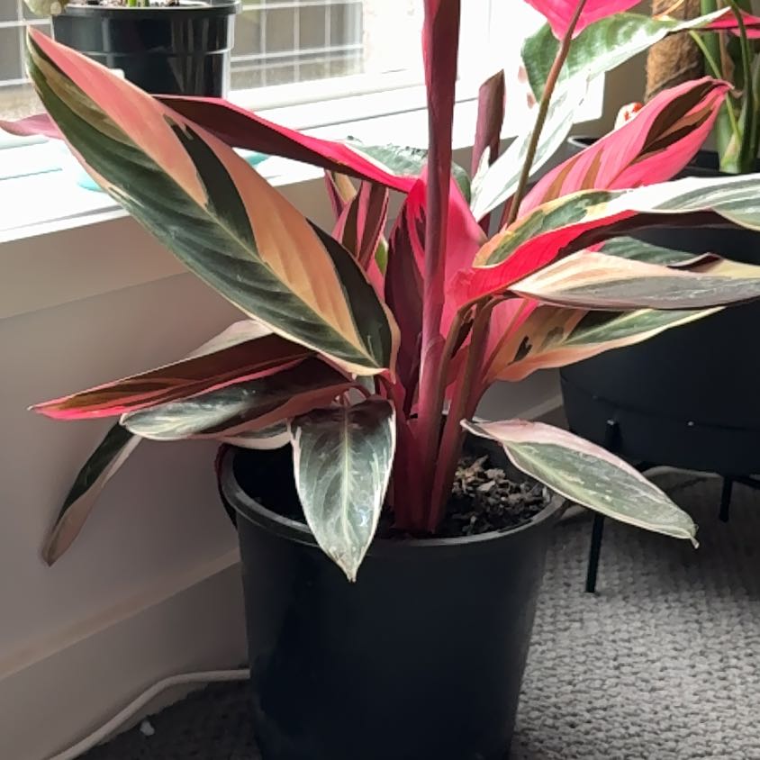 Photo of the plant species Stromanthe sanguinea 'Tricolor' by @PoeticAgboy17 named Sir Plancelot on Greg, the plant care app
