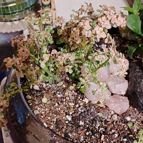 Photo of the plant species artillery plant by @FastWavycap7 named Pilea Microphylla Variegata on Greg, the plant care app