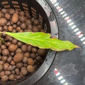 Photo of the plant species Chacruna by @HoneyedKiekie63 named Coco on Greg, the plant care app