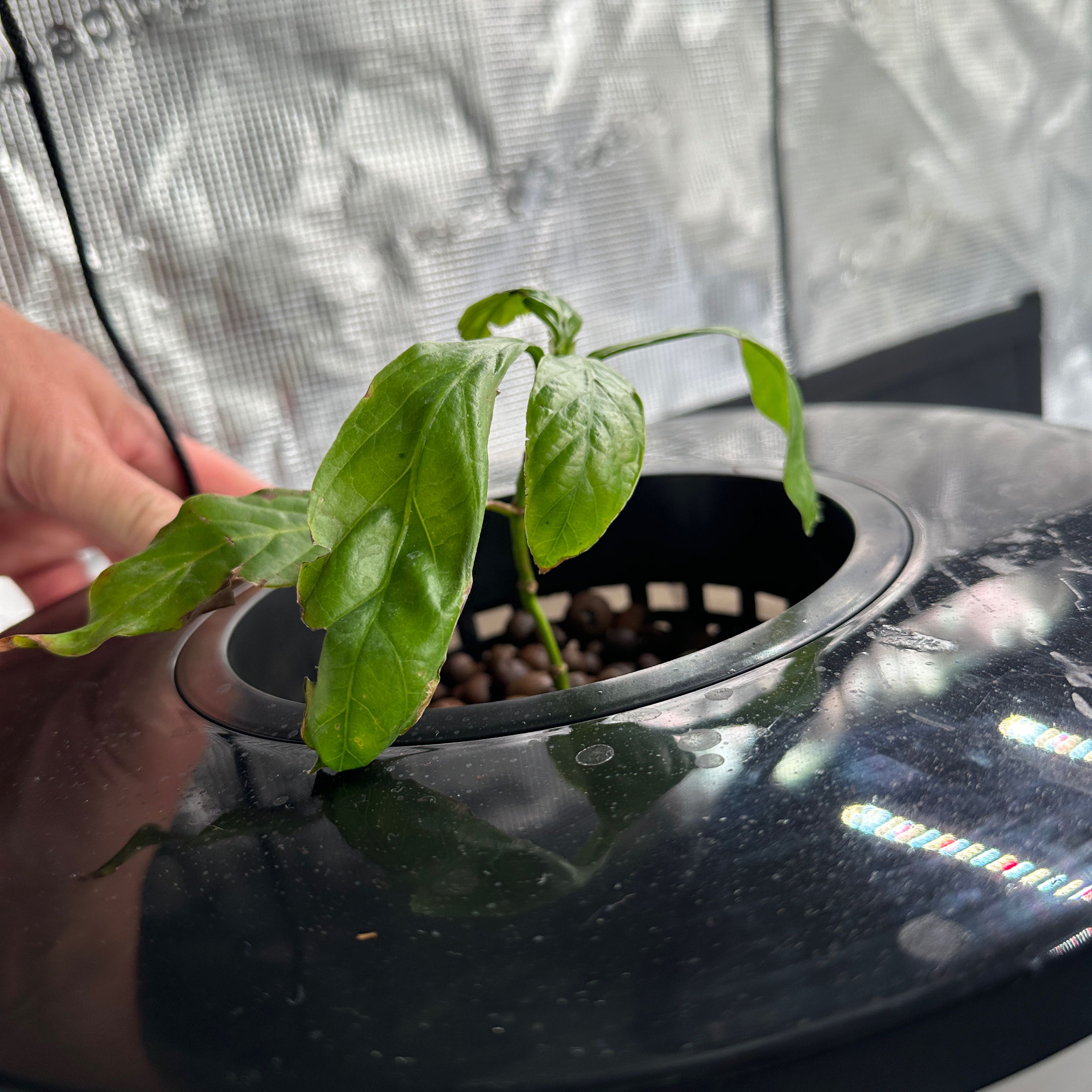 Photo of the plant species Chacruna by @HoneyedKiekie63 named Darwin on Greg, the plant care app