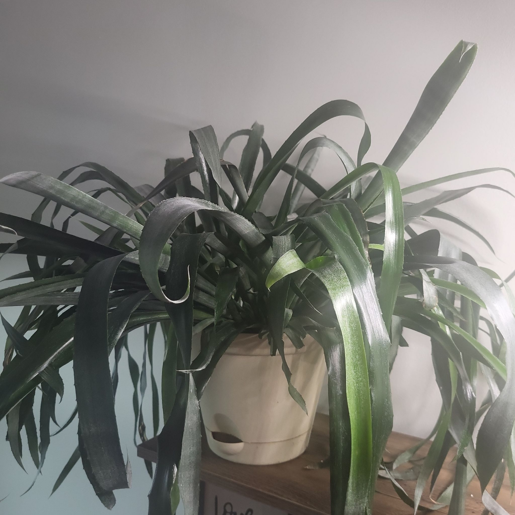 Photo of the plant species Queen's Tears by @SirJonquil37 named Fernie Mac on Greg, the plant care app