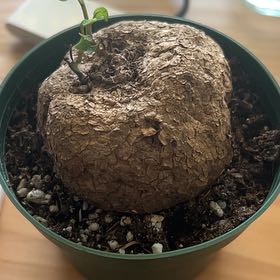 Photo of the plant species Stephania Cepharanta by @VipEspostoa74 named Tolkien on Greg, the plant care app