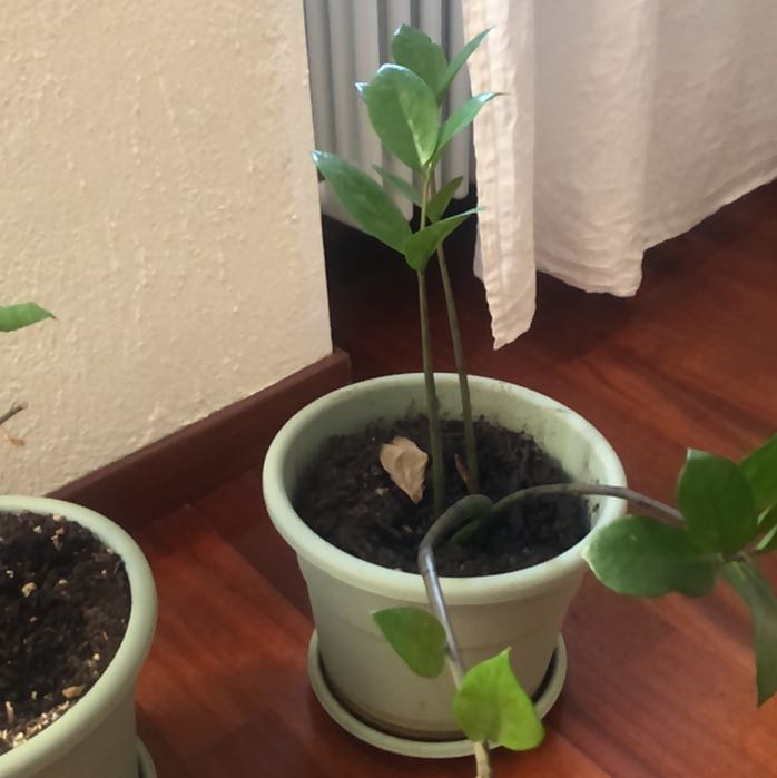 Photo of the plant species Zz plant by @ConstantGreen40 named Luna on Greg, the plant care app