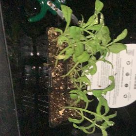 Photo of the plant species Hoary Stock by @WelsomeOxtongue named Hiola on Greg, the plant care app