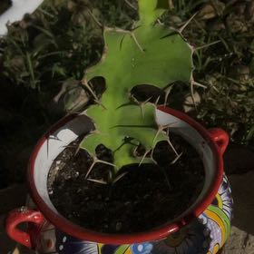 Photo of the plant species Cow's Horn Plant by @GivingPigfern57 named Zion on Greg, the plant care app