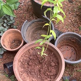 Photo of the plant species Peach Tree by @PurelyEmoryoak named Oscar on Greg, the plant care app