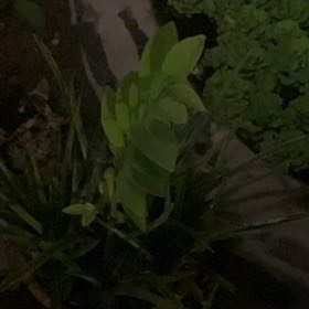 Photo of the plant species Coronilla Varia by @PurelyEmoryoak named Bruce Lee on Greg, the plant care app