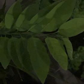 Photo of the plant species Sugar Apple by @PurelyEmoryoak named Osmo on Greg, the plant care app