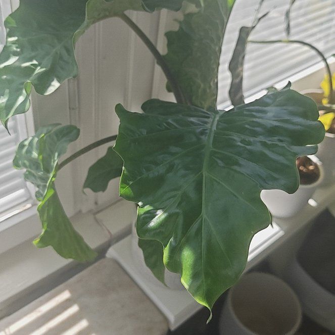 Photo of the plant species Alocasia 'Low Rider' by @JollyLime90 named Madonna on Greg, the plant care app