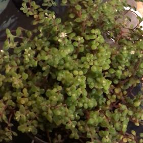 Photo of the plant species Crassula expansa by @SensibleComet named Beauty on Greg, the plant care app