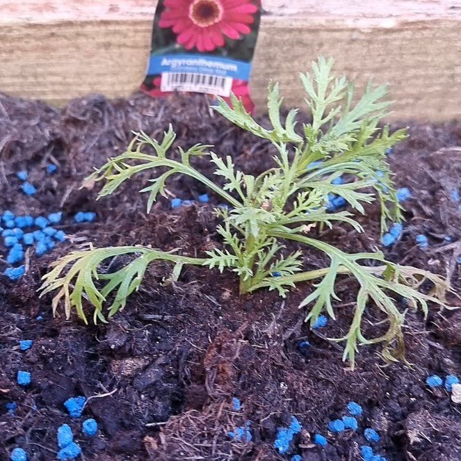 Photo of the plant species Grandaisy Red Argyranthemum by @FancyHoyarosita named Orwell on Greg, the plant care app
