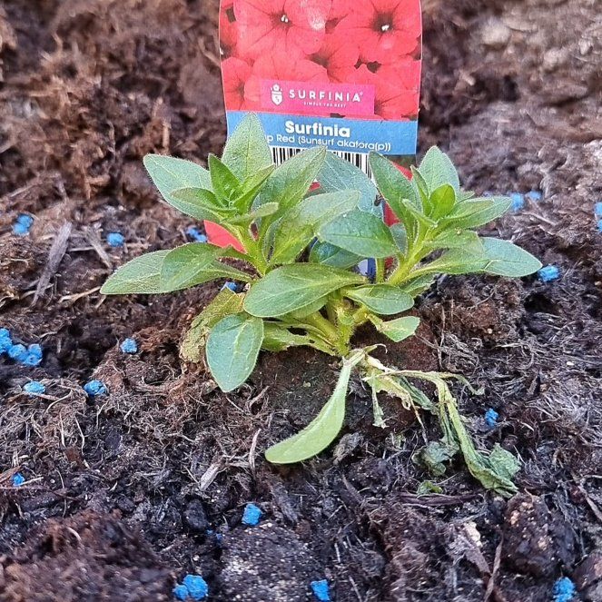 Photo of the plant species Petunia 'Surfinia Deep Red' by @FancyHoyarosita named Remington on Greg, the plant care app