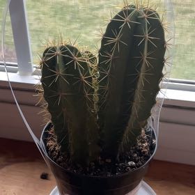Photo of the plant species Lemaireocereus chende by @InformedBroom94 named Leonardo on Greg, the plant care app