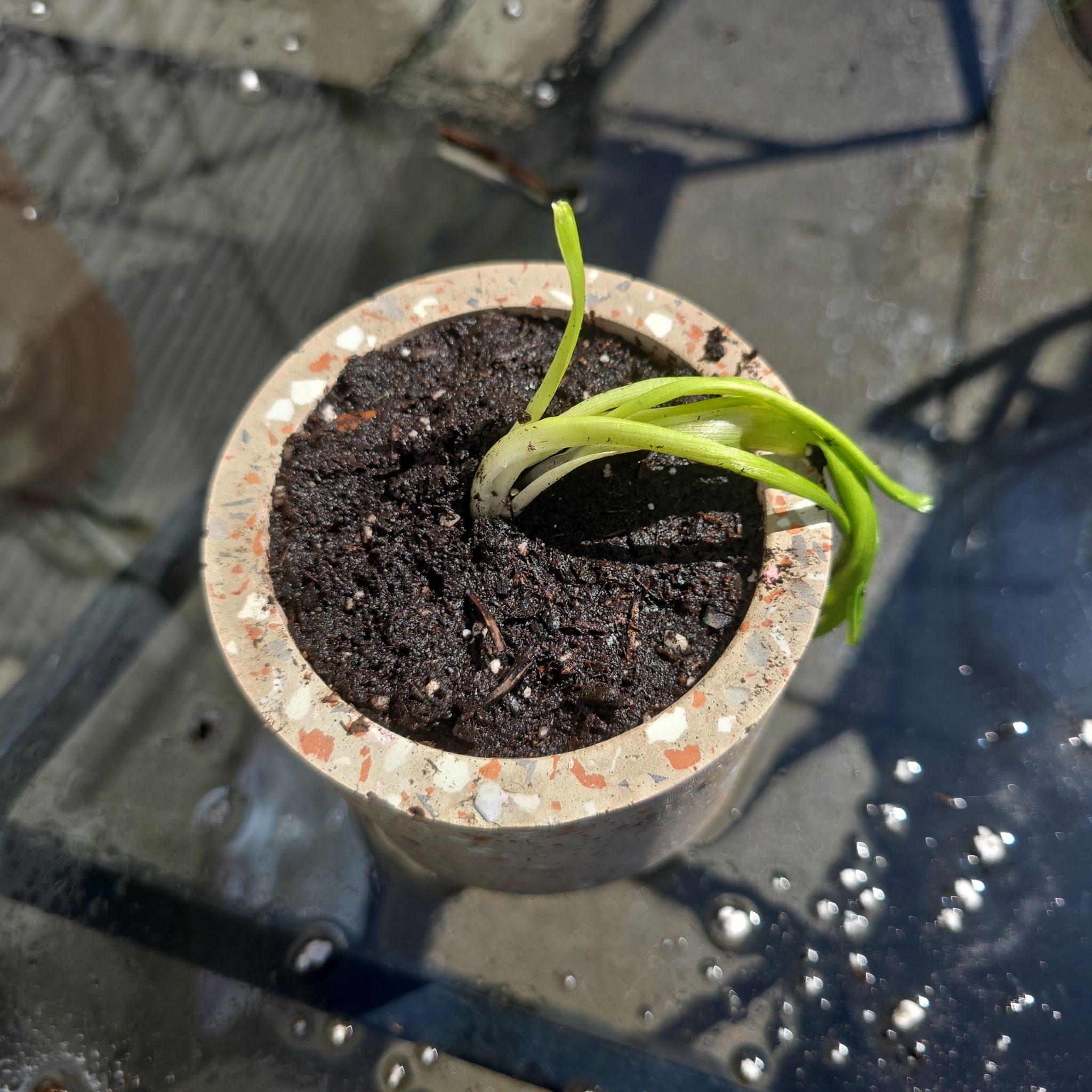 White Hyacinth (Bulb Cutting #1)