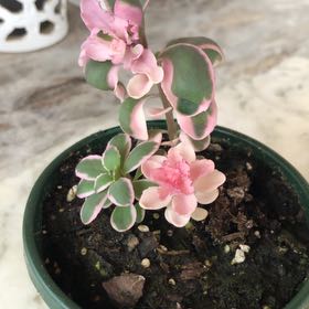 Photo of the plant species Sedum Dream Dazzler by @LusciousPuka23 named Sir Plancelot on Greg, the plant care app