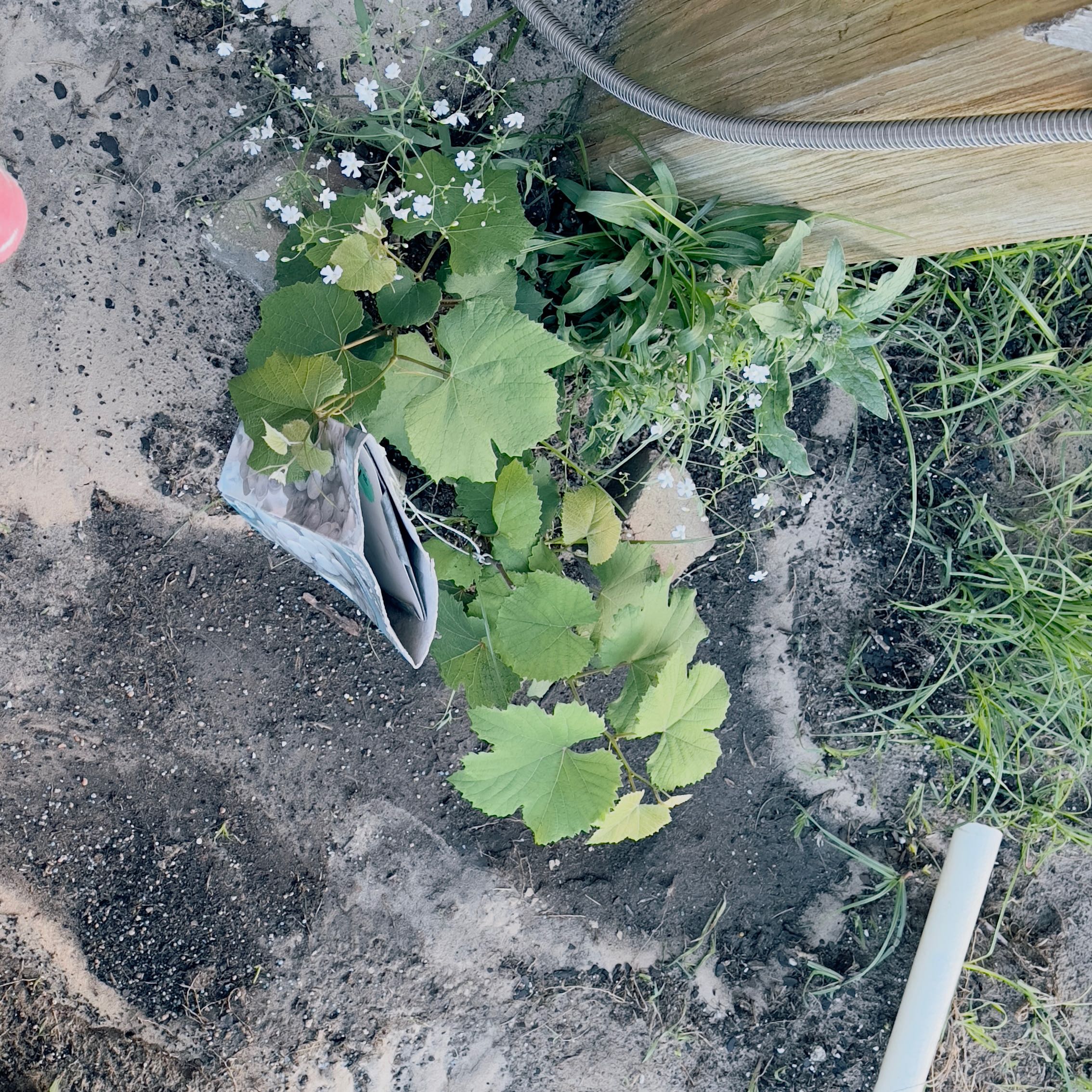 Photo of the plant species Grapes by @FunnyRedspinach named Prince on Greg, the plant care app