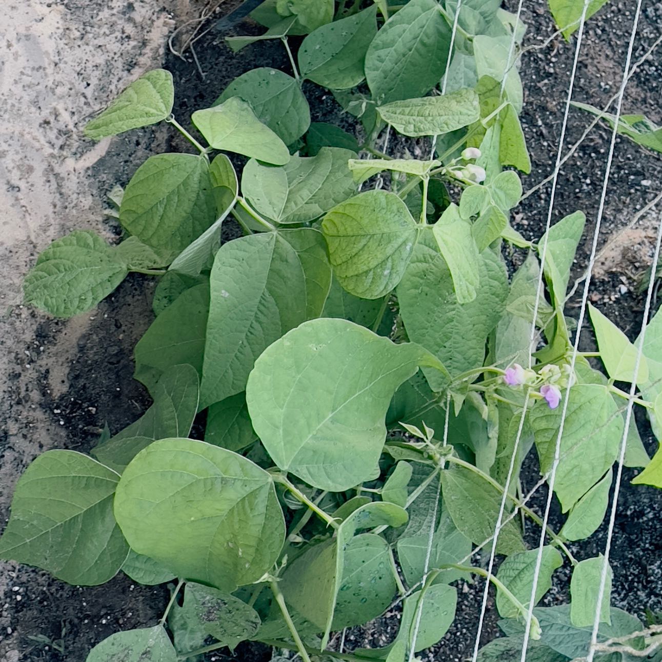 Photo of the plant species Blue Lake Pole Bean by @FunnyRedspinach named Bean stock stroll on Greg, the plant care app