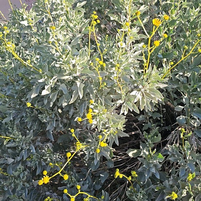 Photo of the plant species Tree Tobacco by @LargeCopperleaf named Luna on Greg, the plant care app