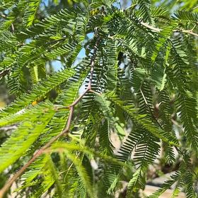 Photo of the plant species Bald Cypress by @DaintyGarlic named Luna on Greg, the plant care app