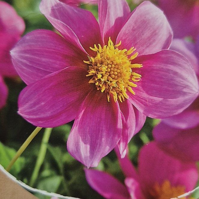 Photo of the plant species Dahlia 'Mignon Rosa' by @DotingMiro32 named Walt on Greg, the plant care app