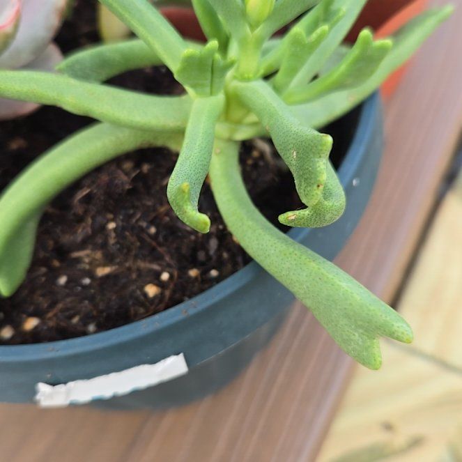 Photo of the plant species Elkhorn Plant by @Kibbytheplant named Pax on Greg, the plant care app