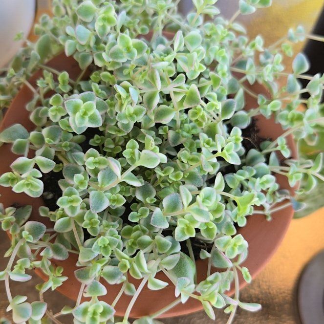Photo of the plant species Sedum 'Little Shimmer' by @Kibbytheplant named Austen on Greg, the plant care app