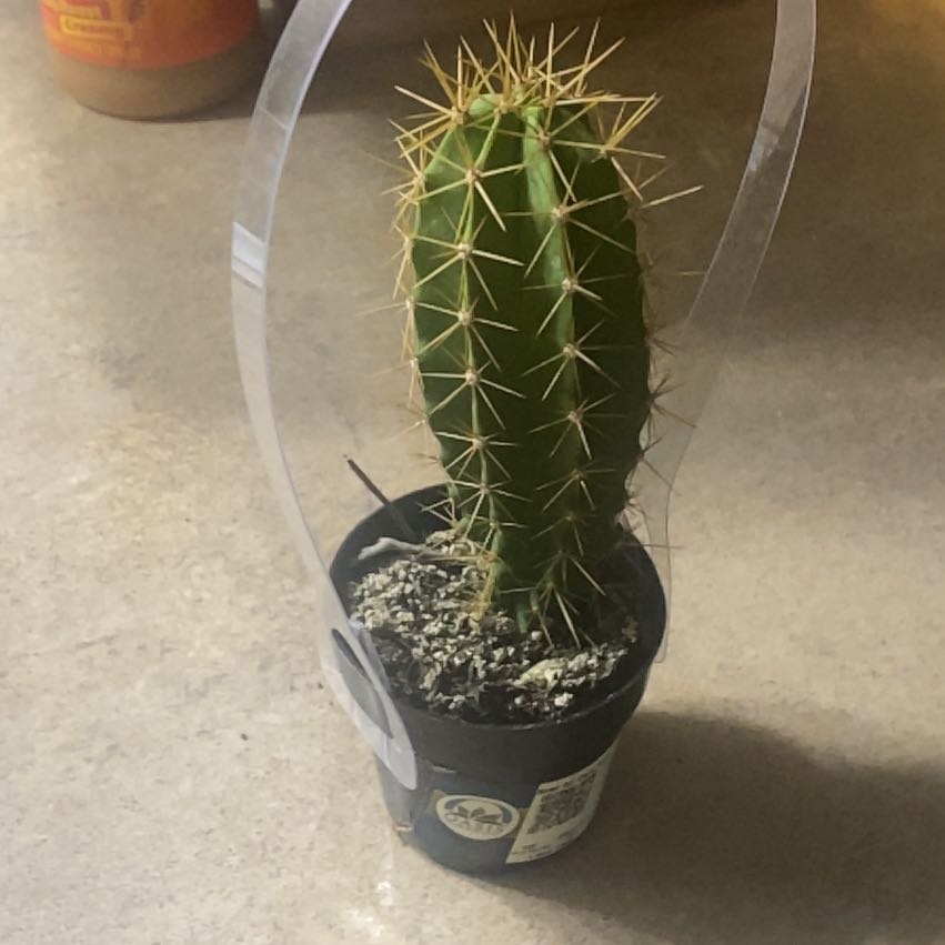 Photo of the plant species Lemaireocereus chende by @FabBlackbent96 named Planty on Greg, the plant care app