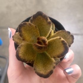 Photo of the plant species Kalanchoe 'Teddy Bear' by @FabBlackbent96 named Girlfrond on Greg, the plant care app