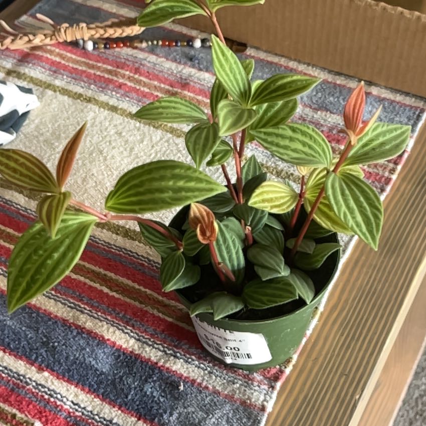 Photo of the plant species Stilt Peperomia by @SlinkyYellowgum named Wall-E on Greg, the plant care app