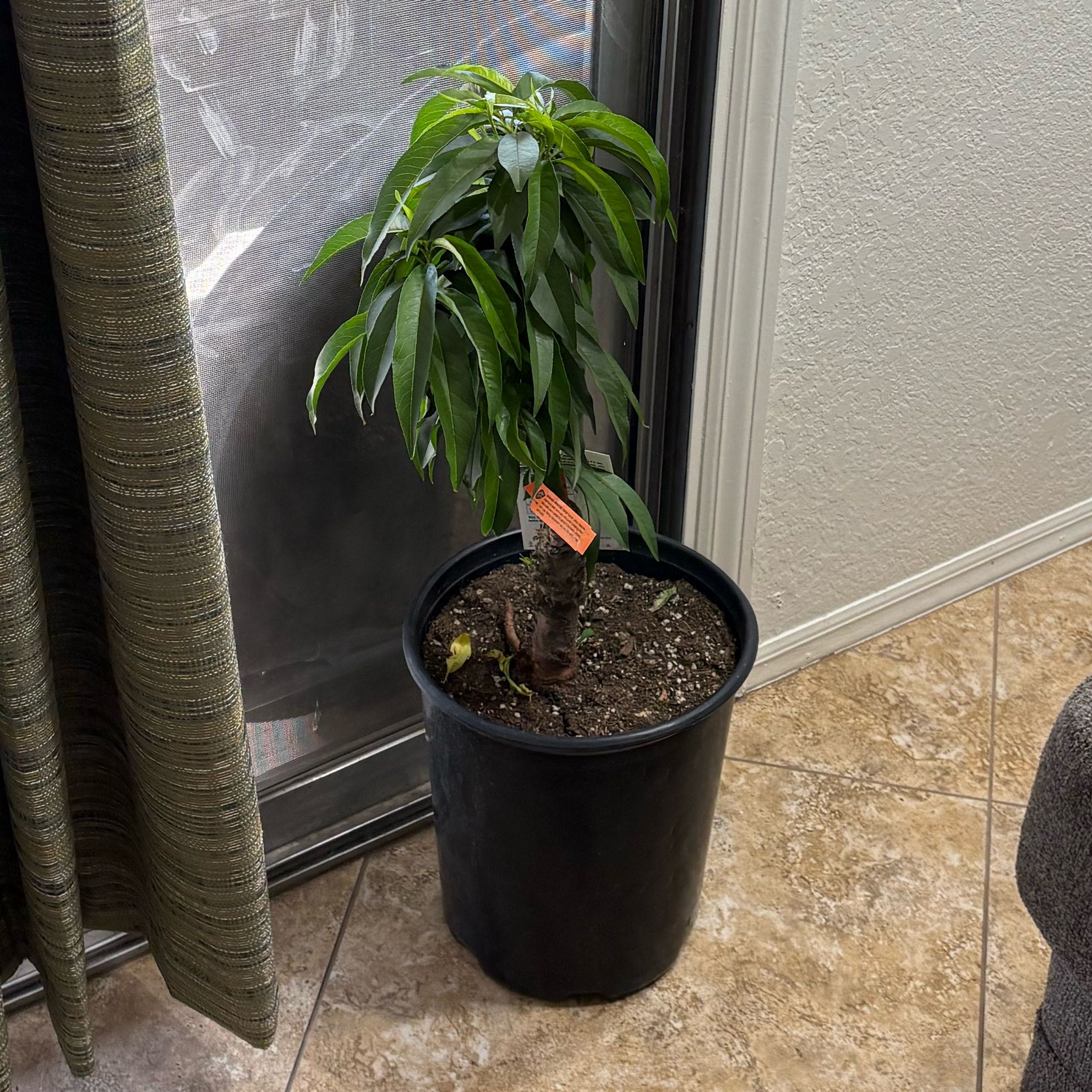 Photo of the plant species Bonanza Patio Peach Tree by @ChicBarbaryfig named Jeffrey on Greg, the plant care app
