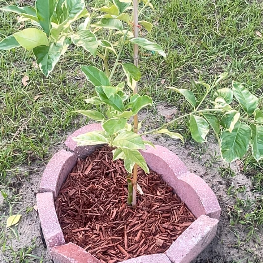 Photo of the plant species Variegated Lemon by @DynamoBaibua88 named Betty White on Greg, the plant care app