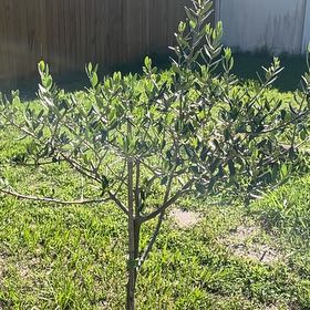 Photo of the plant species Arbequina Olive Tree by @DynamoBaibua88 named Venicio on Greg, the plant care app