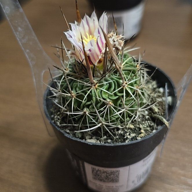 Photo of the plant species Stenocactus crispatus by @TastyHoya59 named Tolkien on Greg, the plant care app