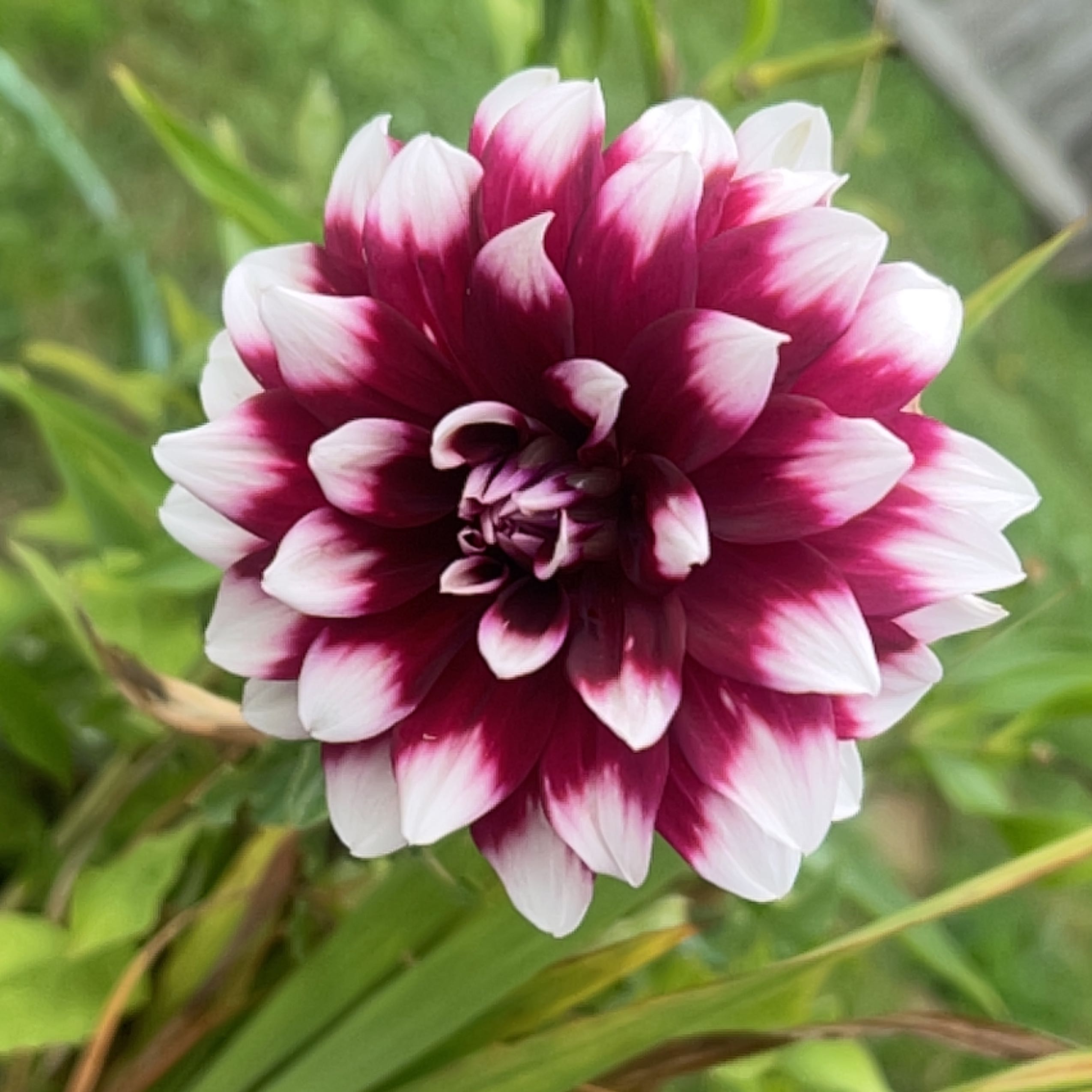 🌺 How and When Should I Cut Back My Garden Dahlia?