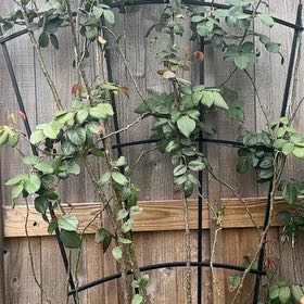 Photo of the plant species Rosa 'Kiss Me Kate' by @CopaceticRye named Drake on Greg, the plant care app